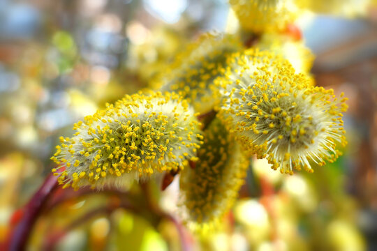 Bl&uuml;hende Weidenk&auml;tzchen - Salix caprea