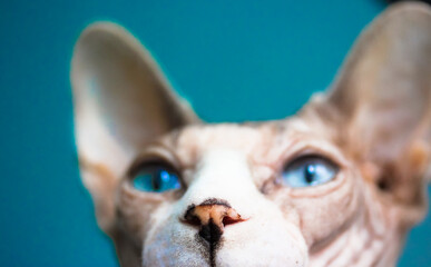 Portrait of a purebred grey Canadian Sphynx cat with blue eyes and a funny white muzzle close-up....