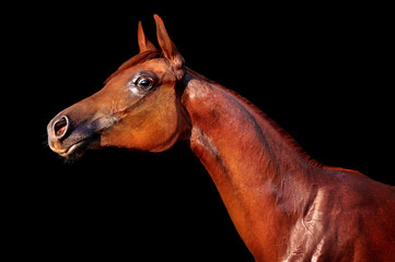 Fototapeta na wymiar koń arabski