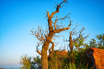 Desierto de las palmas, Cormo de les creuetes