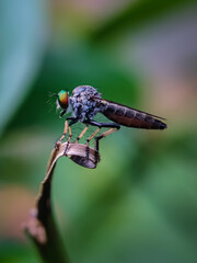 The beautiful robber fly landed on the leaves isolated with blur background. Selective focus or random focus or defocused and out of focus.