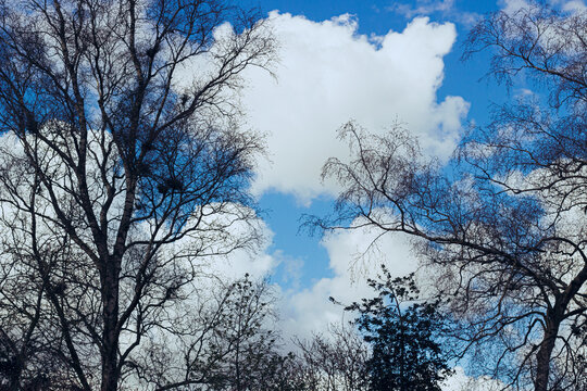 Trees in the sky | Bomen in de lucht
