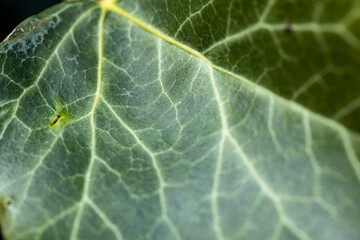 Background of an ivy leaf with veins, the macro photograph of a leaf shows all the details of its structure.