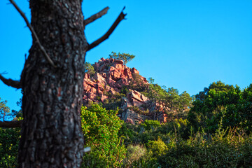 Desierto de las palmas, Cormo de les creuetes