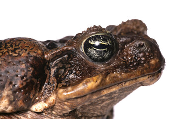 Fototapeta premium Giant Marine Toad
