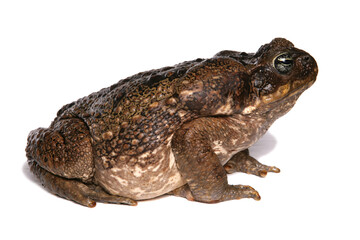 Giant Marine Toad