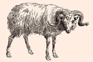 The mountain ram with large spiral horns. Vector image of a medieval engraving on a beige background.