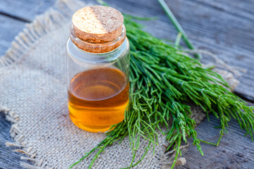 few twigs Equisetum arvense, field horsetail or common horsetail. Collect valuable flowers from...