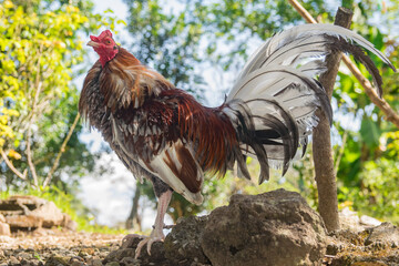 rooster in the farm