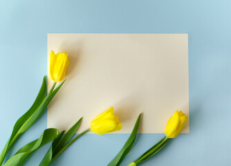 Three yellow tulips lie on a blue background. Mock up. Top view. Spring flowers concept. Copy space. Horizontal orientation.