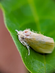 Euproctis is a genus of tussock moths in the family Erebidae described by Jacob Hübner in 1819. Selective focus.