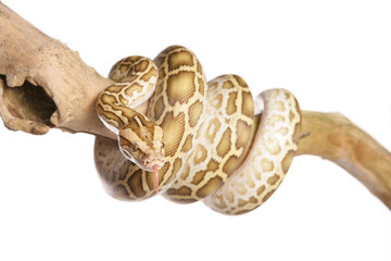 Albino Burmese Python
