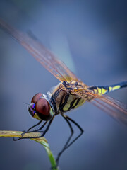 The dragonfly is a type of insect in the order Odonata, suborder Epicrota or, more precisely under the infraorder Anisoptera. Selective focus or defocused.