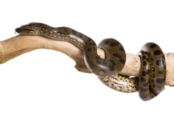 Naklejka premium Green anaconda
