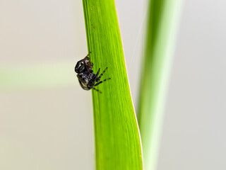 The beautiful jumping spider on the leaves isolated with blur background. Selective focus or defocused or random focus.