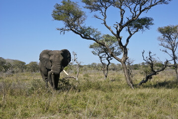 Obraz premium Bull elephant resting heavy trunk on a tusk, Tembe National Elephant Park, Kwazulu-Natal, South Africa