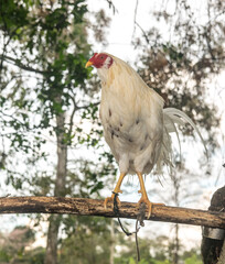 Gallo de pelea blanco bien entrenado en Panamá 
