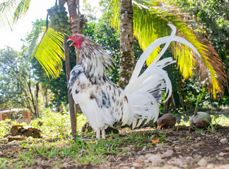 Gallo de pelea blanco bien entrenado en Panamá 