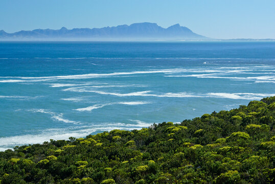 False Bay in springtime, Western Cape, South Africa