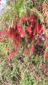 red flowers hanging upside down in the garden on a lushful branch