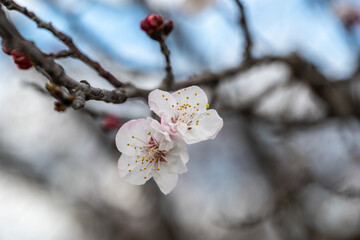 Apricot blossoms