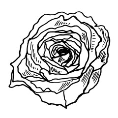 Rose Flower. Isolated on white background. Abstract minimal vector illustration. Rose Bud. Can be used for greeting cards, flyers, invitations, web design, etc