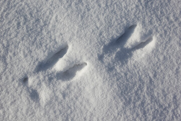 Moose tracks in the snow. Wild animals footprints on fresh snow in winter time.