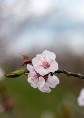 Apricot blossoms