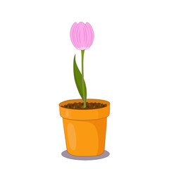 Tulip flower in a clay pot on white background. Spring plant illustration