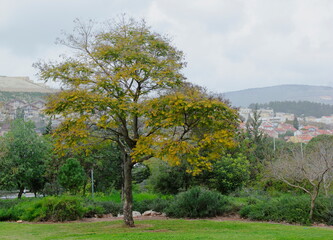 landscape with tree