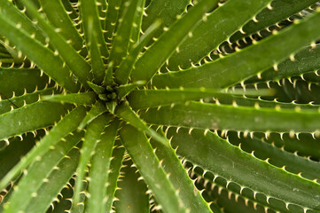 Hebdings Dyckia