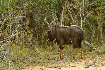 Male nyala antelope in Tembe National Elephant Park, Kwazulu-Natal, South Africa