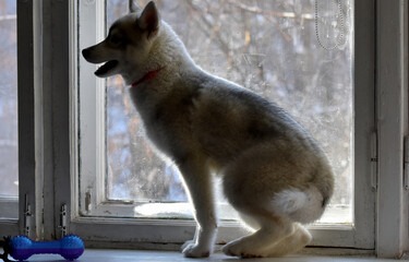 a small puppy of a dog of the Siberian Husky breed is crying sitting on the windowsill from sadness that the owner has left 
