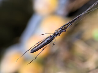 A spider is in the nest. Selective focus.