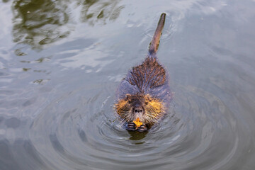 Nutria 25
