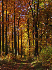 Autumn Forest