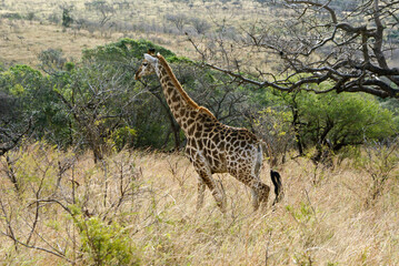 Southern giraffe walking through brush, Hluhluwe Game Reserve, Kwazulu-Natal, South Africa