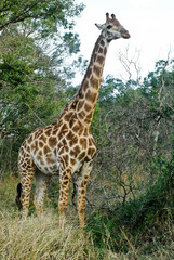 Southern giraffe with red-billed oxpeckers on neck, Hluhluwe Game Reserve, Kwazulu-Natal, South Africa