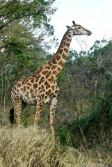 Southern giraffe with red-billed oxpeckers on neck, Hluhluwe Game Reserve, Kwazulu-Natal, South Africa