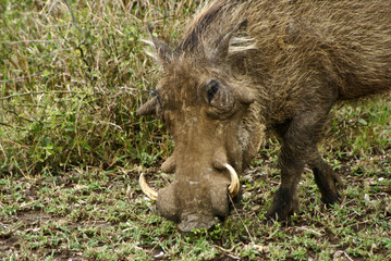 Male warthog grazing, Hluhluwe Game Reserve, Kwazulu-Natal, South Africa