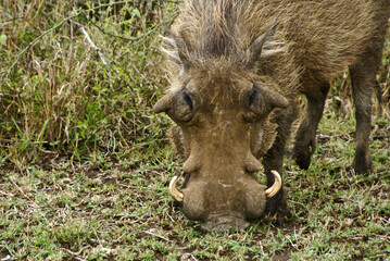 Naklejka na ściany i meble Male warthog grazing, Hluhluwe Game Reserve, Kwazulu-Natal, South Africa
