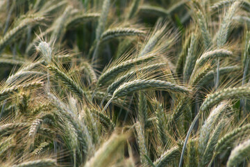 Fototapeta premium Crop