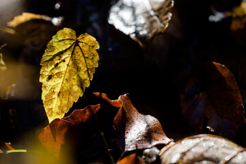 Herbstlaub im Wald im Gegenlicht

