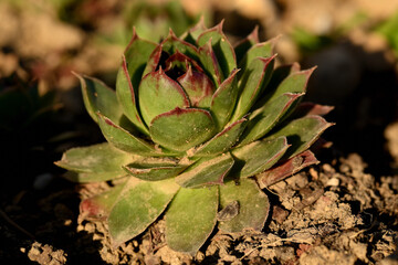 joubarbe