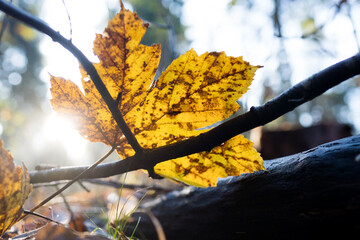 Herbstlaub im Wald im Gegenlicht


