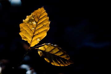 Herbstlaub im Wald im Gegenlicht

