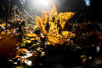 Herbstlaub im Wald im Gegenlicht

