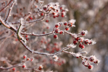 Rose hips with ice crystals