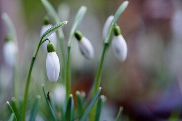 Schneegl&ouml;ckchen