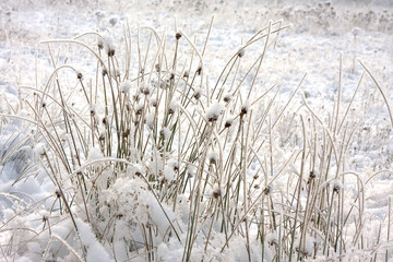 Winter grasses